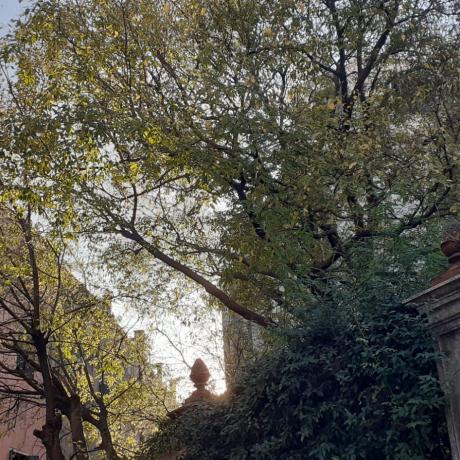 Alberi Trees Arbres Bäume in Venezia Venice Venise Venedig